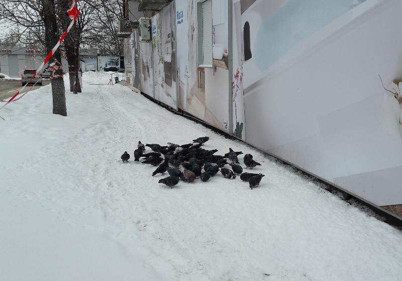 Штормовое предупреждение объявили воронежцам из-за аномальных морозов