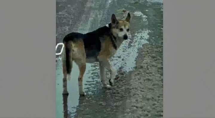 Под Воронежем неизвестный выстрелил в бездомную собаку из арбалета