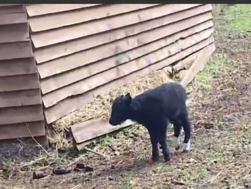 Детеныш яка появился на свет в воронежском заповеднике