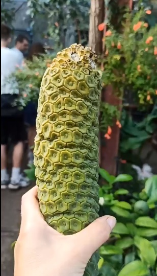 Первый в 2024 году бананас созрел в Воронеже