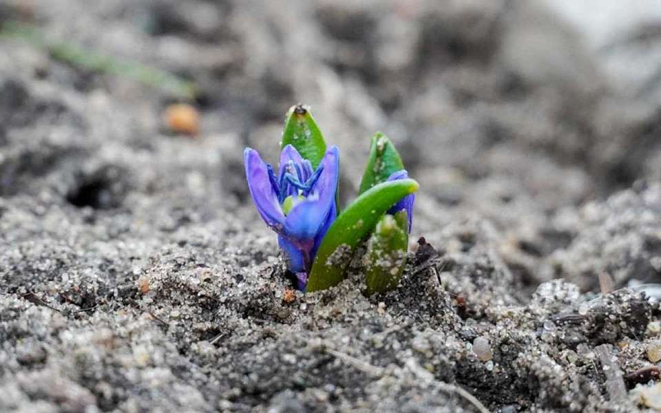 Снег с дождем и мороз -3 градуса ждут воронежцев в начале недели