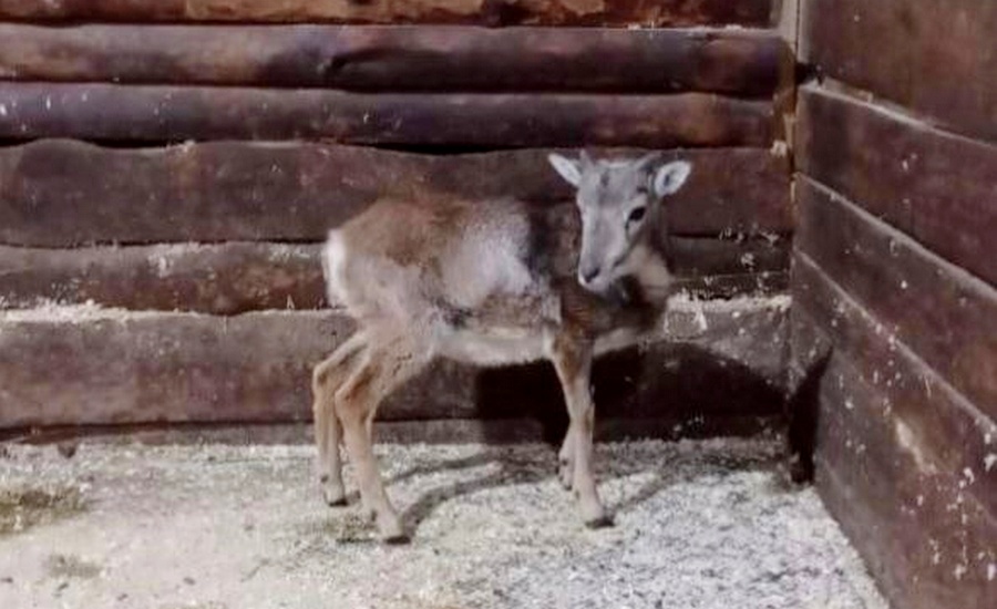 В воронежский зоопарк прибыл 9-месячный муфлон Денис