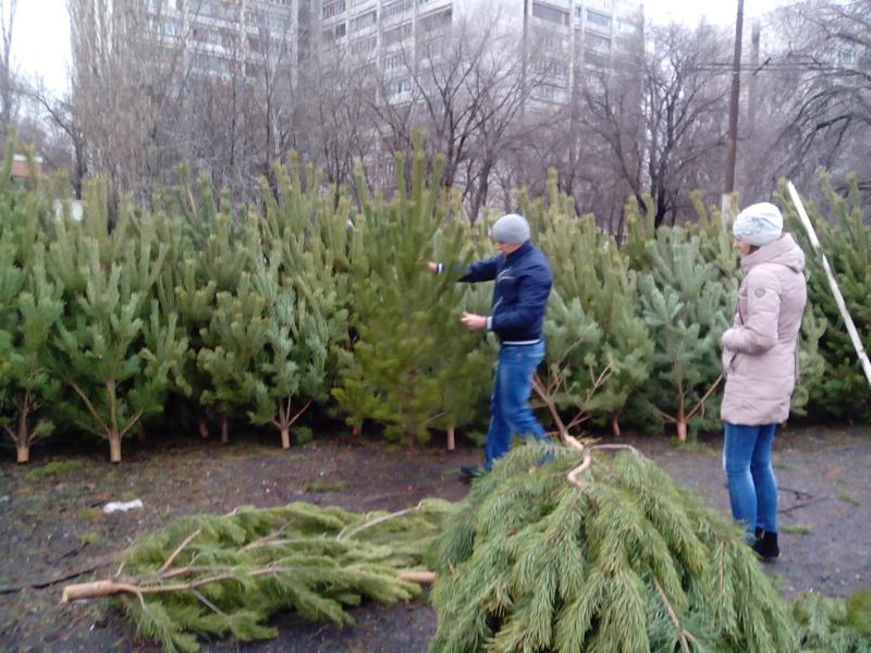 Виновных – привлекут: в Коминтерновском районе Воронежа проходят рейды по ёлочным базарам