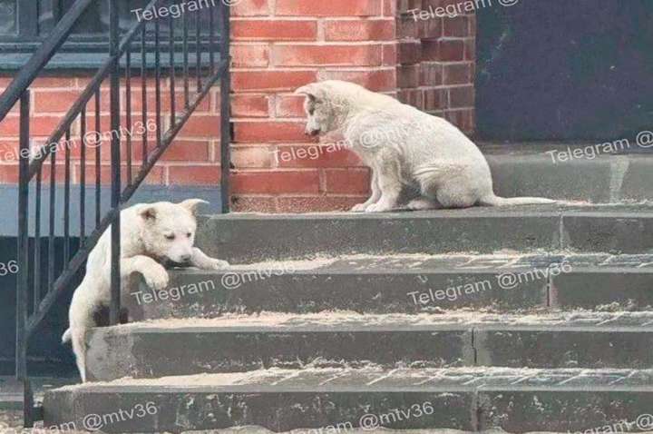 Жительницы воронежского ЖК уничтожили теплую ночлежку для бездомных щенков