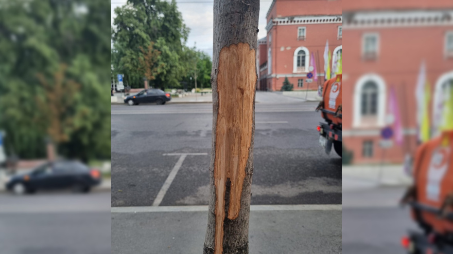 На проспекте Революции в Воронеже неизвестные снова повредили клен