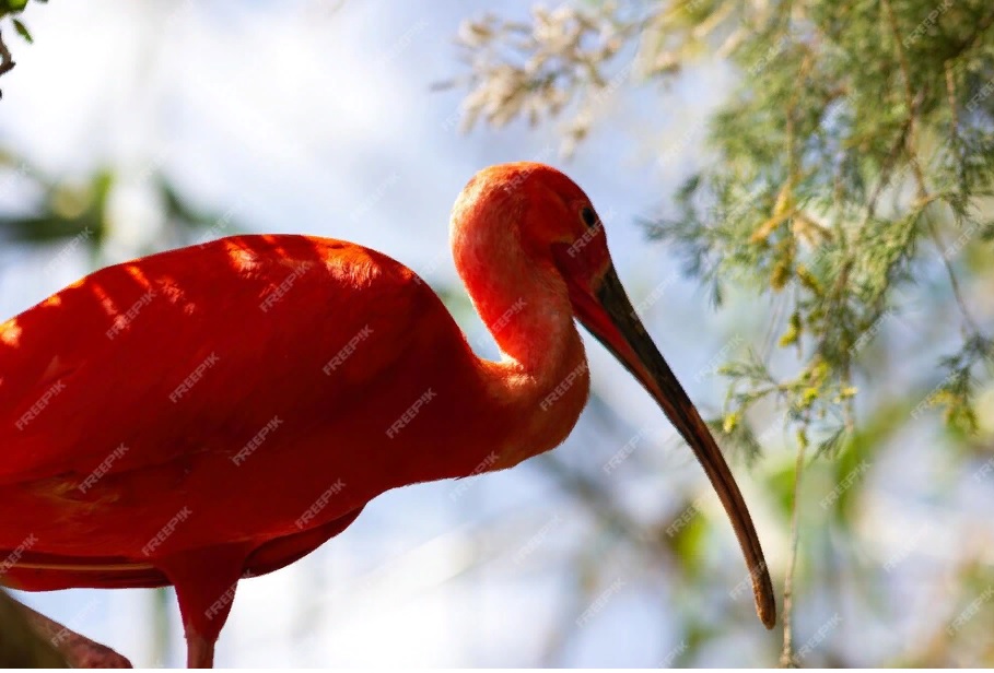 Розовую тропическую птицу заметили в центре Воронежа