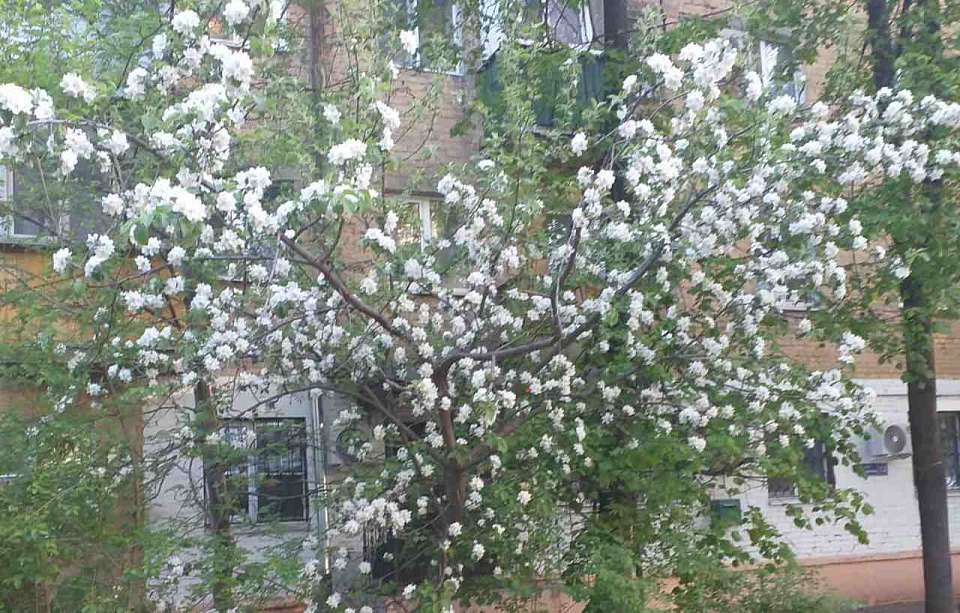 Похолодание до +3 градусов спрогнозировали воронежские синоптики