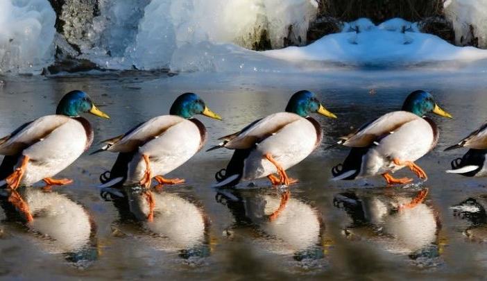 Опасная погода ожидается до 8 февраля в Воронежской области