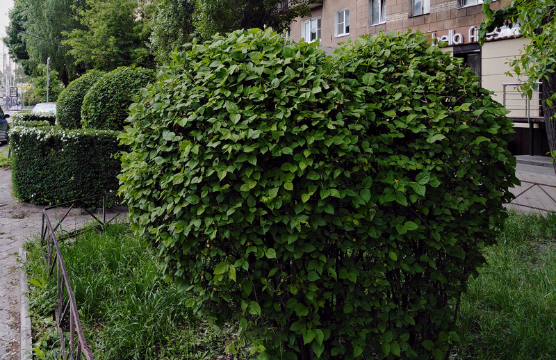 В Воронеже зеленым насаждениям придают эстетический вид (ВИДЕО)