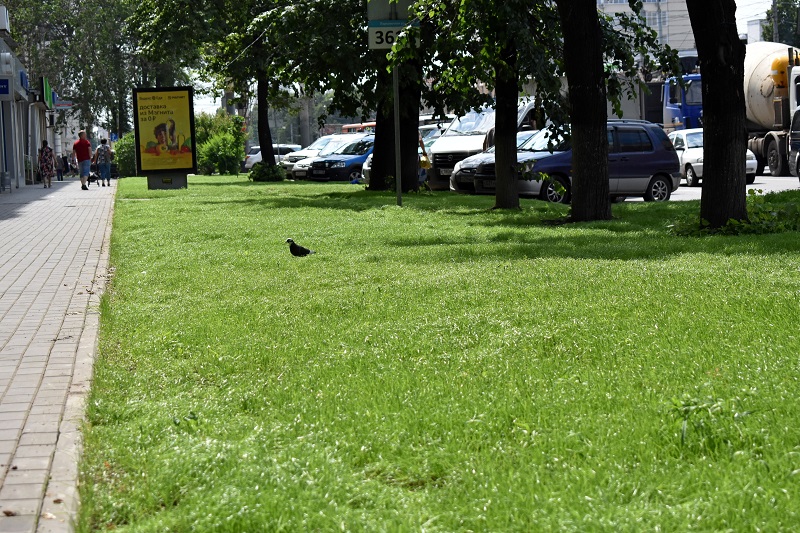 В Ленинском районе продолжают интенсивно формировать приятный городской ландшафт