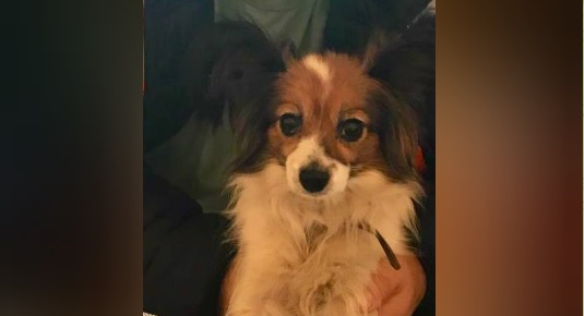 Шесть дней железнодорожники искали собаку, которая сбежала из поезда на воронежской станции