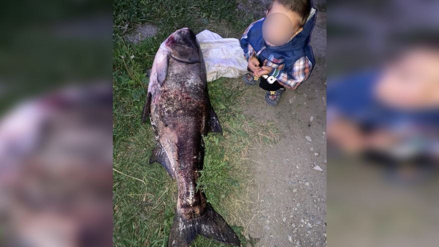 Гигантского 22-килограммового толстолобика поймал инженер из Воронежа