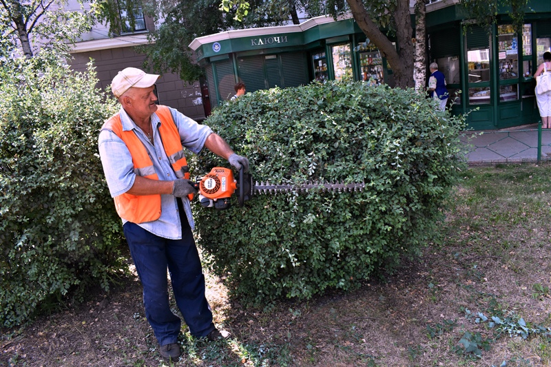 В Ленинском районе Воронежа зеленым насаждениям придают эстетический вид