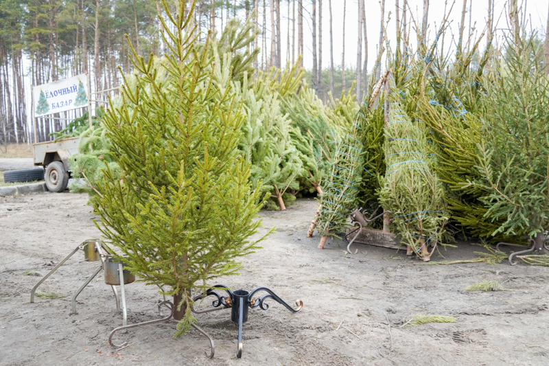 Воронежцам рассказали об особенностях выбора новогодней ёлки к 2023 году