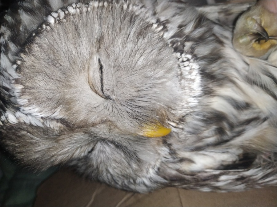 Уральская неясыть, найденная на железнодорожных путях, умерла в Воронеже