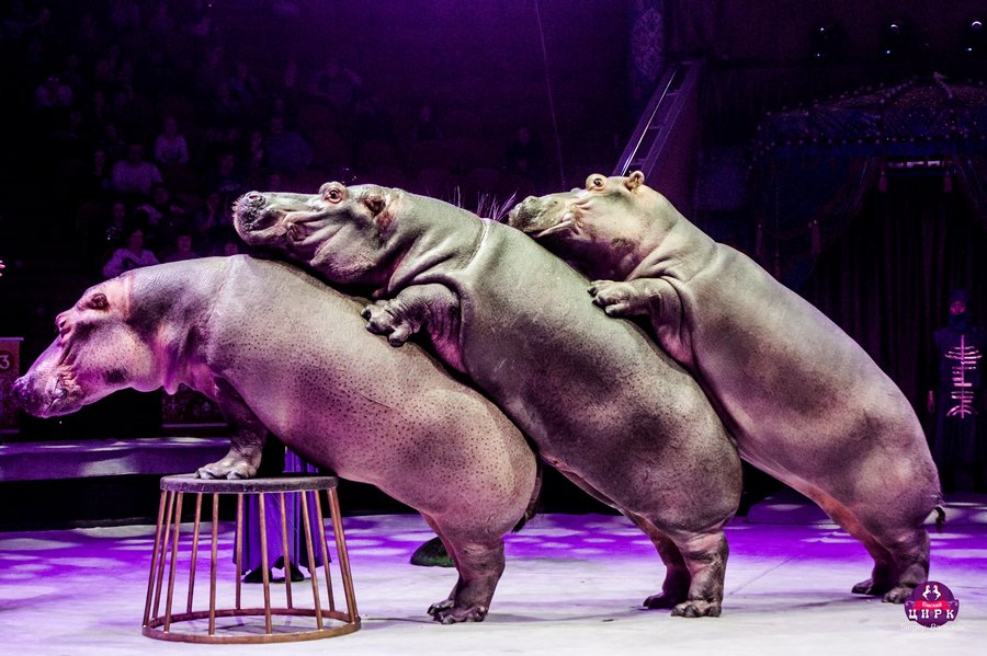 Воронежцы увидят единственную в мире группу дрессированных гиппопотамов