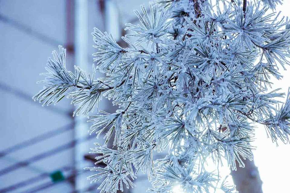 Морозная погода ожидает 13 января воронежцев