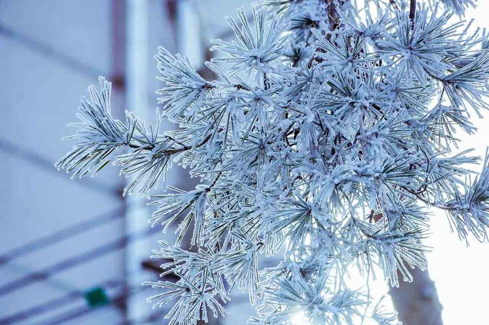 Новая волна заморозков придет в Воронежскую область в середине недели