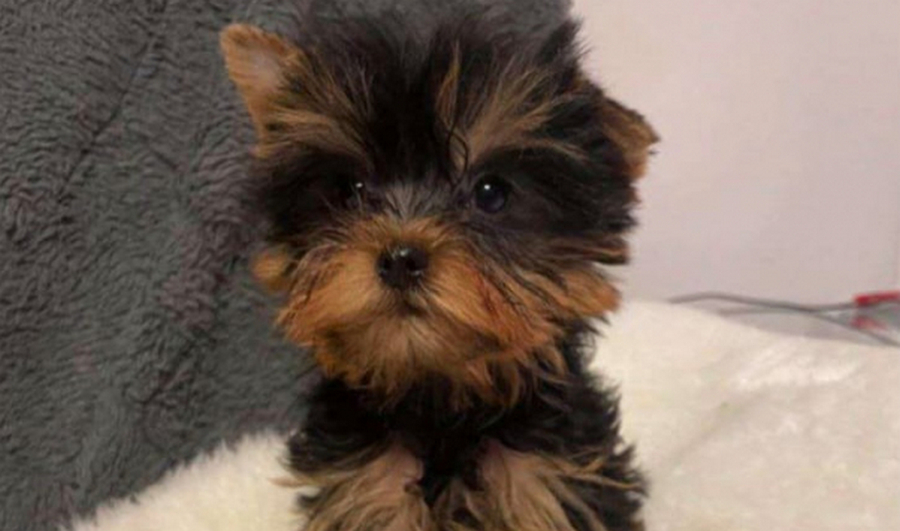 В Воронеже без новогоднего подарка оставила детей лжезаводчица щенков