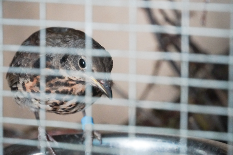 В Воронеже на Благовещенье пройдут рейды у храмов по пресечению браконьерской торговли птицами