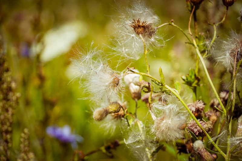 С 8 по 10 июля в Воронежской области будет действовать штормовое предупреждение из-за аномальной жары