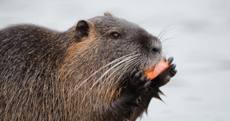 Что будет в Воронеже 5 декабря. Прокопьев день. День добровольца. Имена для бобрят. Горячая линия про ВИЧ