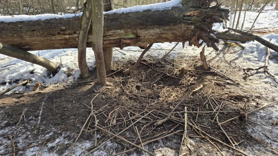 Лежки кабанов в заповеднике показали воронежцам