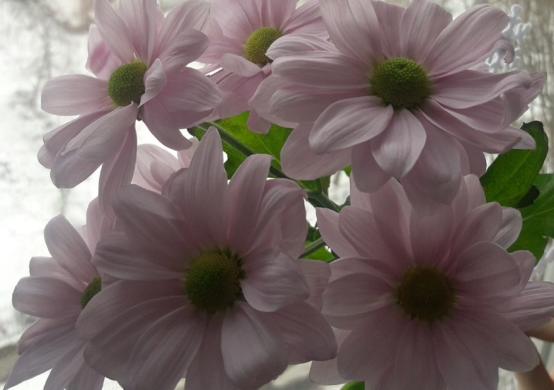 В Коминтерновском районе подвели итоги фотоконкурса - флэшмоба «Мои цветочки»