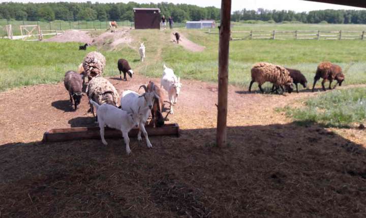 В Воронежской области бешенство выявлено у овцы, козы и норки: 25 случаев за три месяца