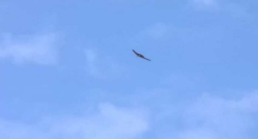 Несколько БПЛА сбили над Воронежской областью