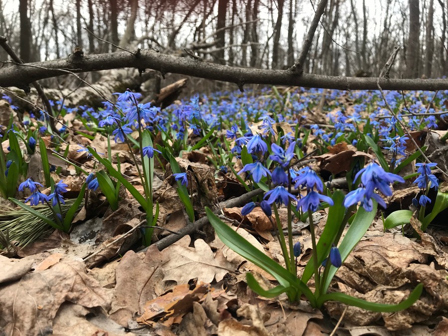Новая рабочая неделя в Воронежской области начнётся с тепла до +14