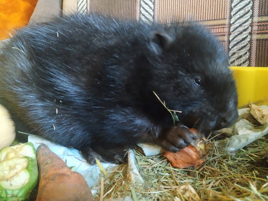 Бобр, попавший в капкан под Воронежем, умер после операции