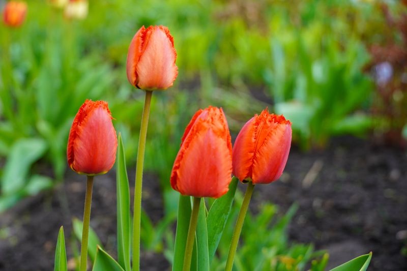Об апрельских и майских выходных рассказали воронежцам