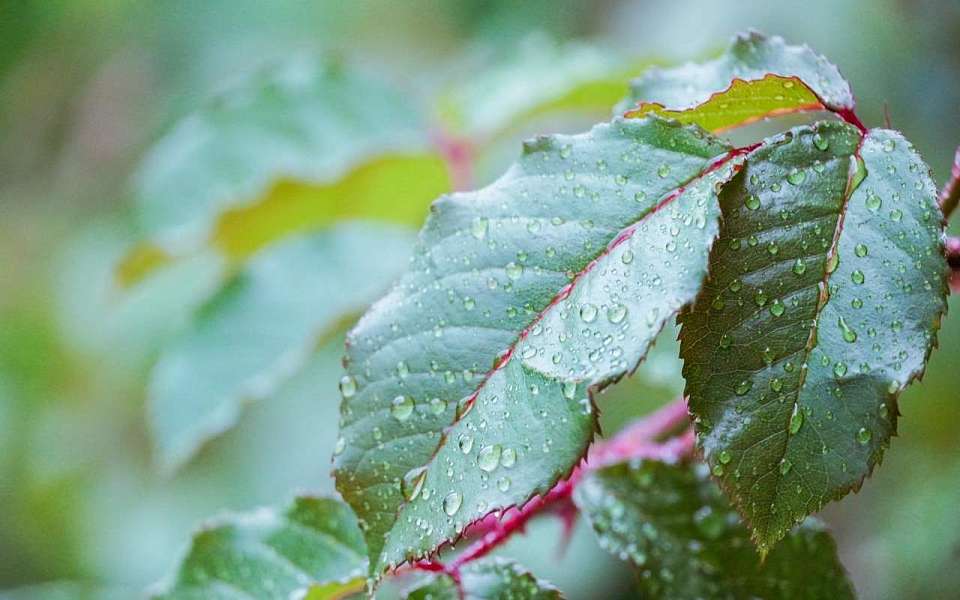 Какой будет погода в субботу, 5 июля, в Воронеже и области