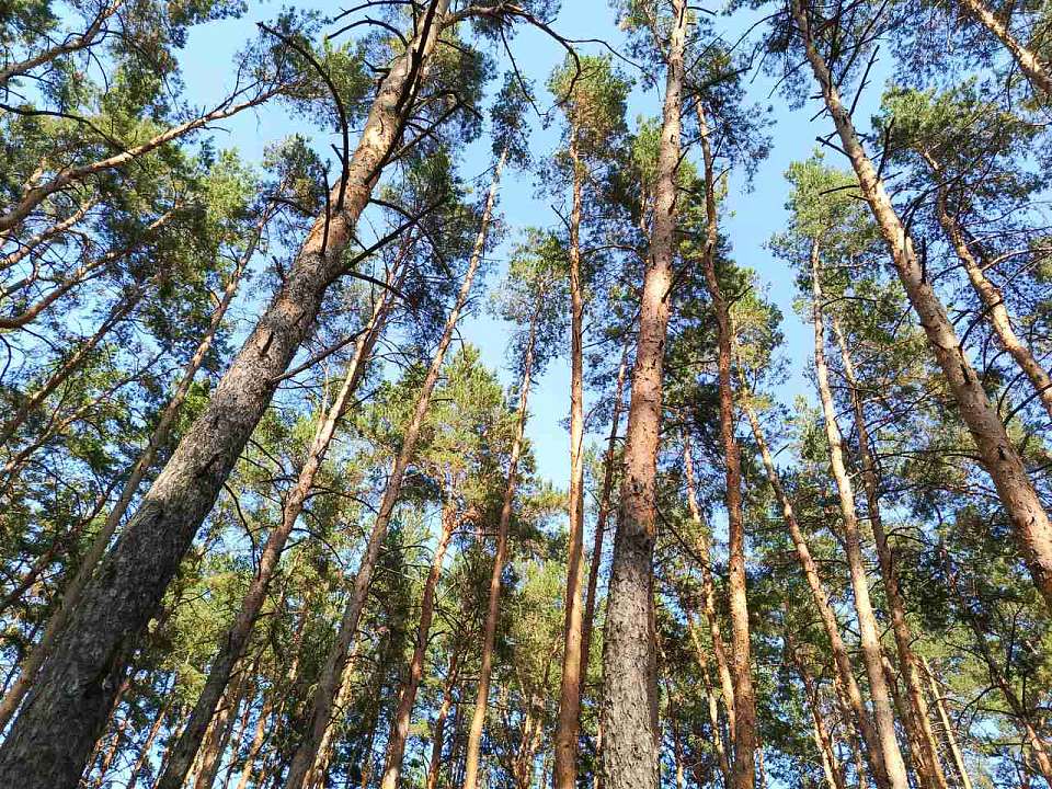 Под Воронежем введут двухлетний запрет на охоту