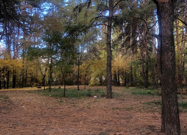 В Воронеже на месте снесённых гаражей появится военно-патриотический сквер
