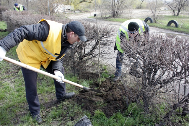 Высадили: в Ленинском районе Воронежа прошел очередной субботник