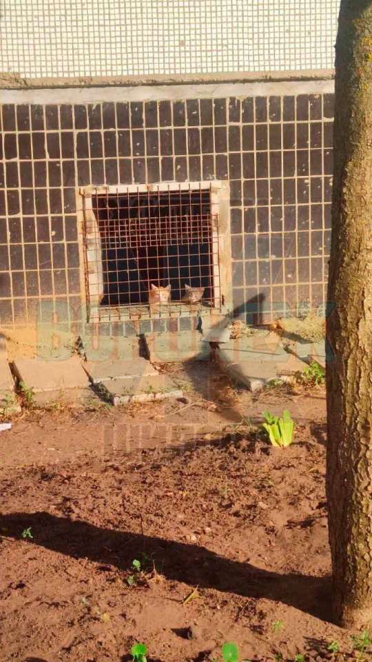 котятки3.jpg котятки3.jpg