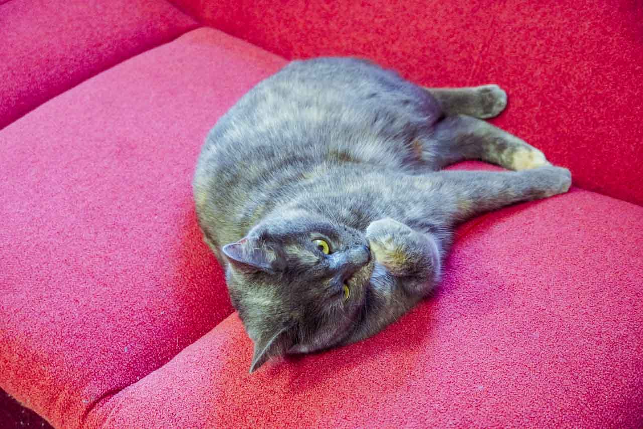 DSC07250.jpg DSC07250.jpg