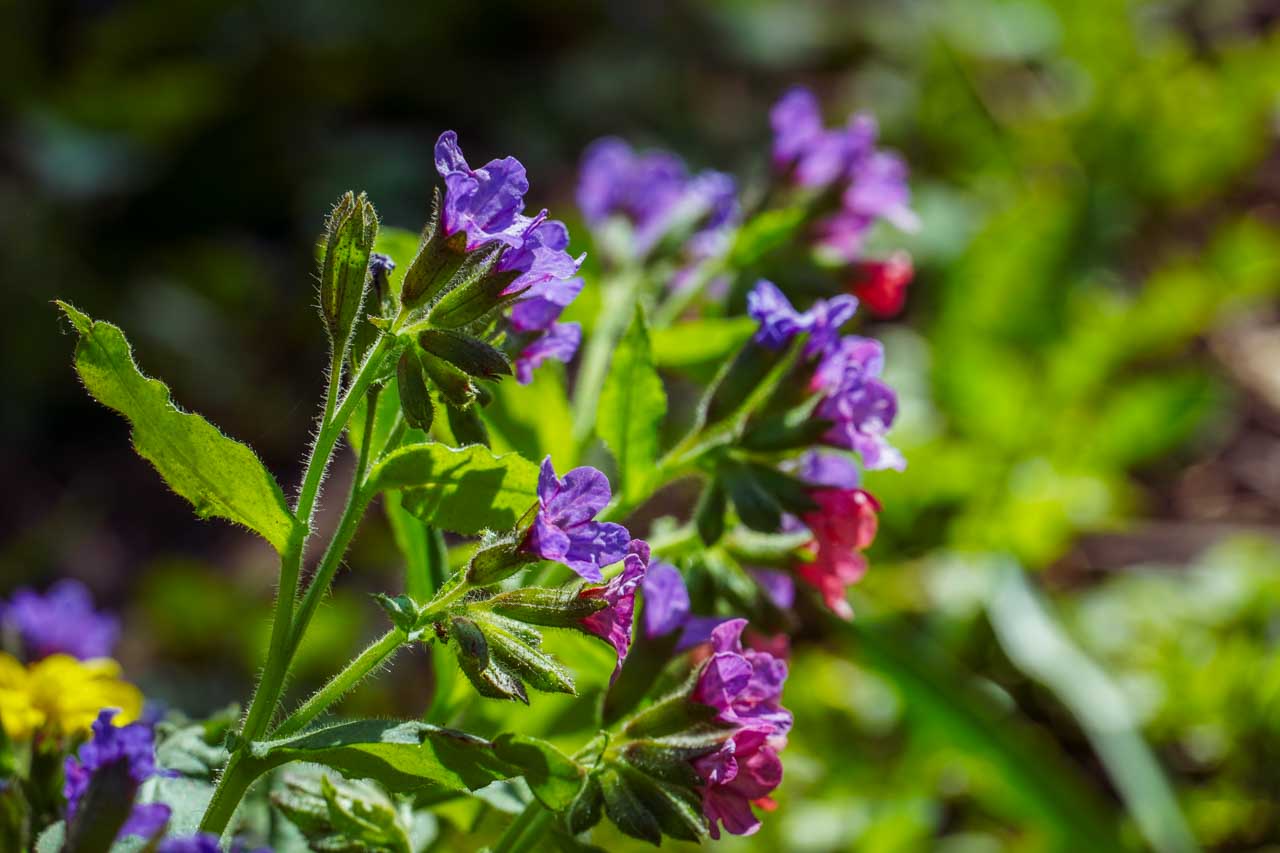 DSC00494.jpg DSC00494.jpg