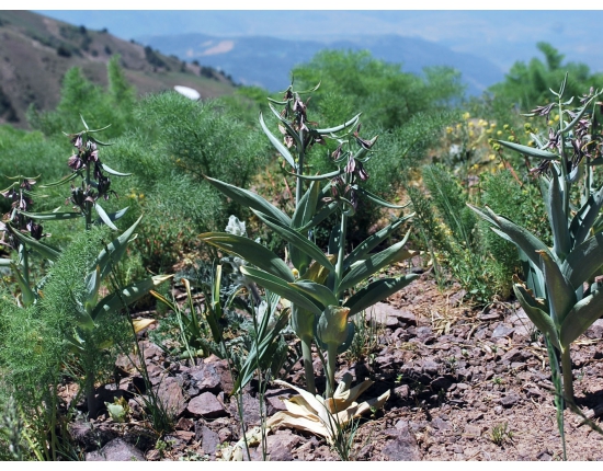 корольковия Северова.jpg