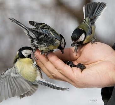 синичкин день.jpg