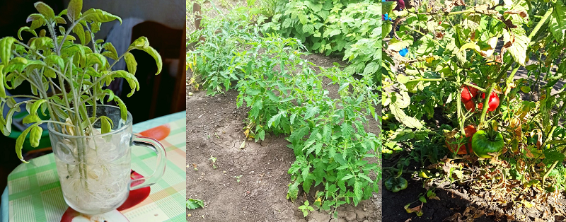 помидоры от читательницы.png