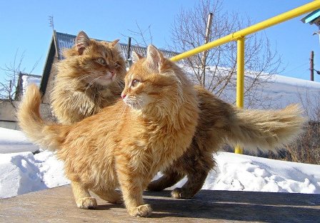 Федер ветронос.jpg