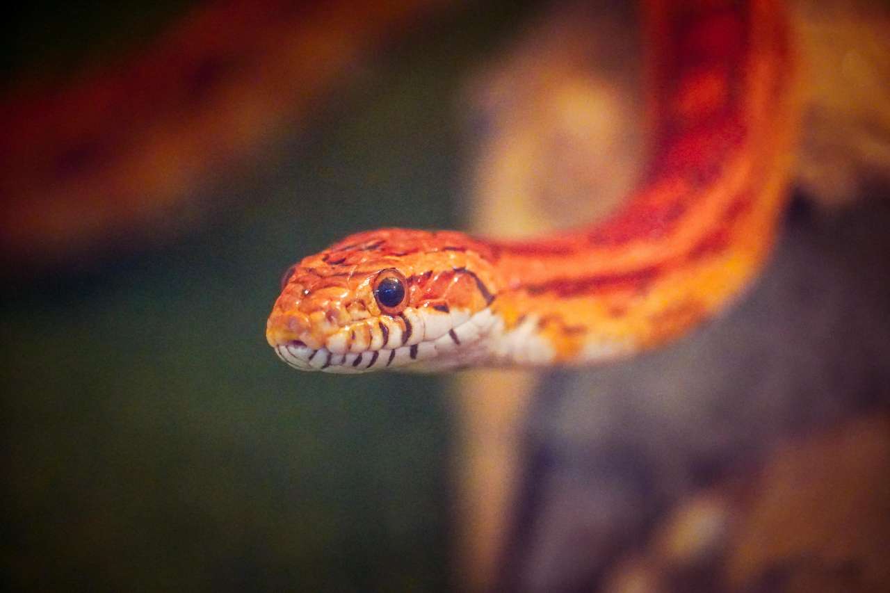 маисовый полоз2.jpg маисовый полоз2.jpg