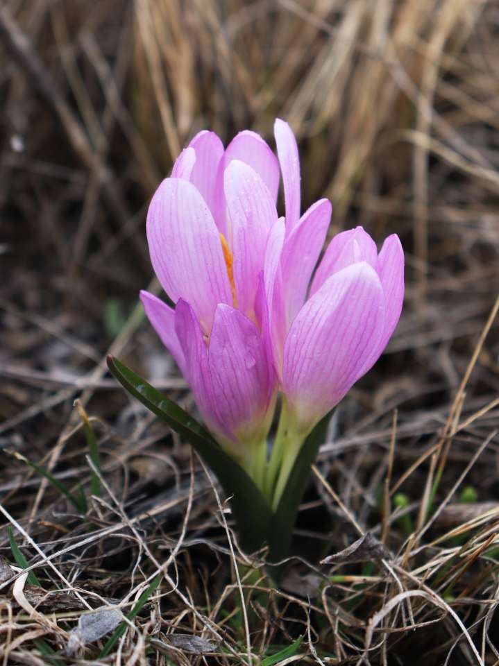 брандушка разноцветная1.-сайтJPG.JPG