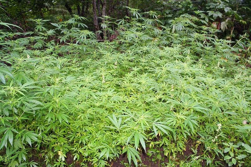 конопля прокуратура