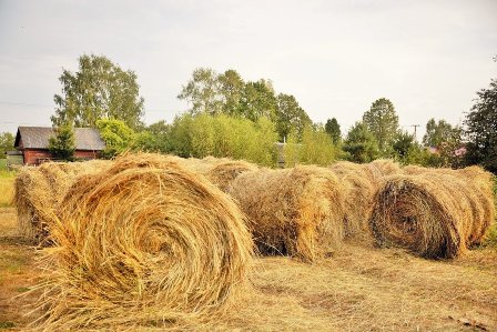 сеновал.jpg