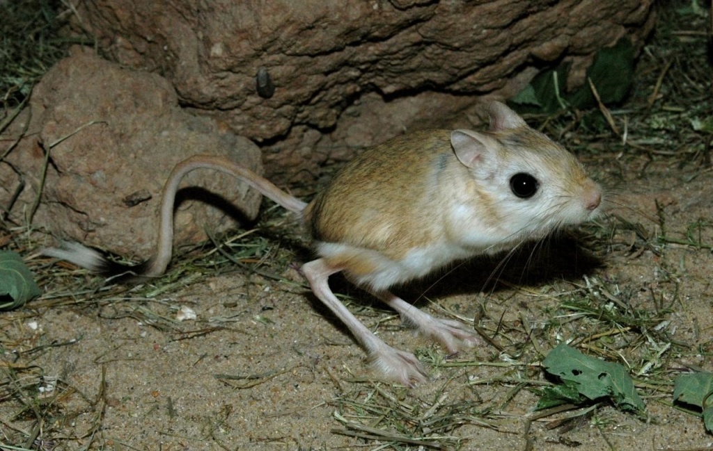 тушканчик Северцова (2).jpg