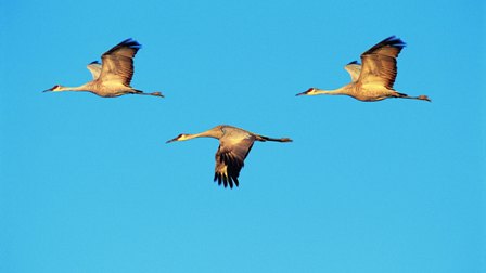 журавли 2.jpg